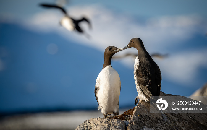 Common murre, common guillemot (Uria aalge) at Hornøya, Norge