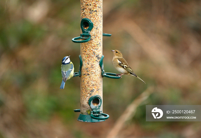 Small garden birds on a seed feeder