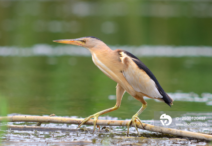 Little Bittern (Ixobrychus Minutus)