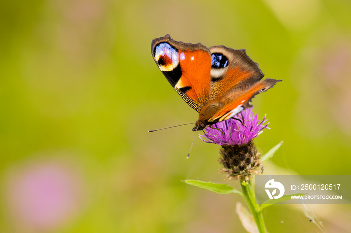 Close up of a colourful Peacock butterfly perching on a purple thistle head, Aglais io, European Peacock