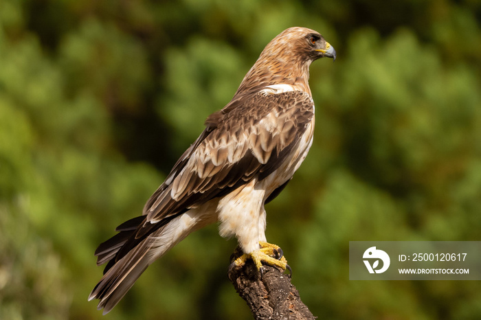 Booted Eagle Hieraaetus pennatus in the nature, Spain