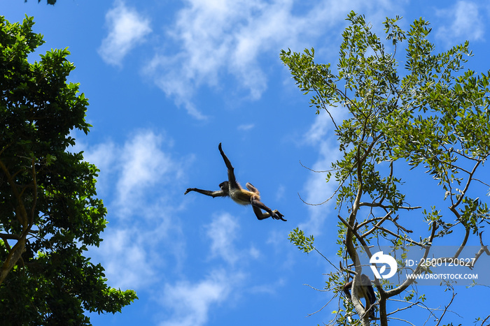 monkey jumping between trees. very funny game, animal conservation concept.