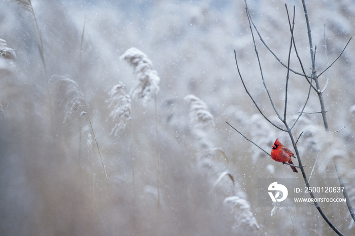 A male Northern Cardinal perches on a branch on a cold snowy day in winter.