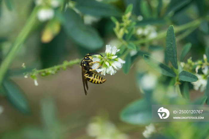 Common Aerial Yellowjacket on White Sweet Clover Flower