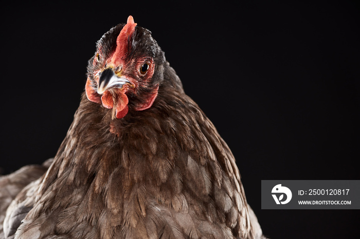 close up of purebred chicken isolated on black