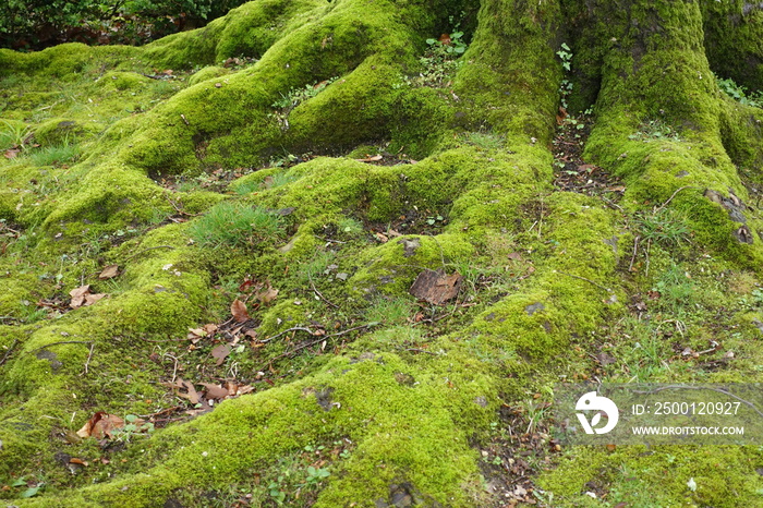 Racines d’arbre couvertes de mousse en forêt