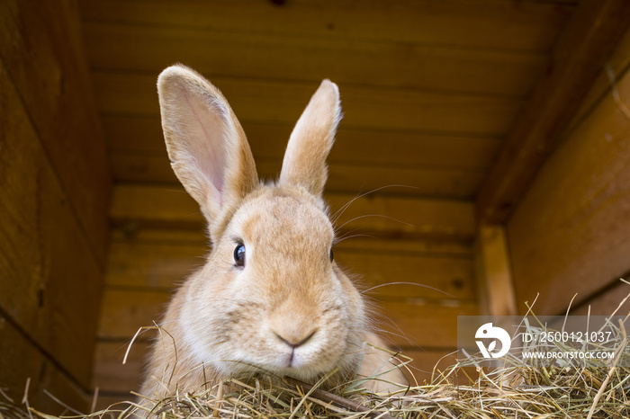 rabbit in a hutch