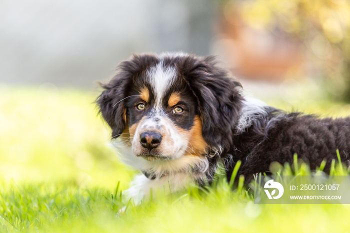 Portrait of a cute tricolor australian shepherd puppy dog in a garden outdoors