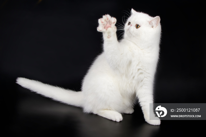 Exotic cat on colored backgrounds