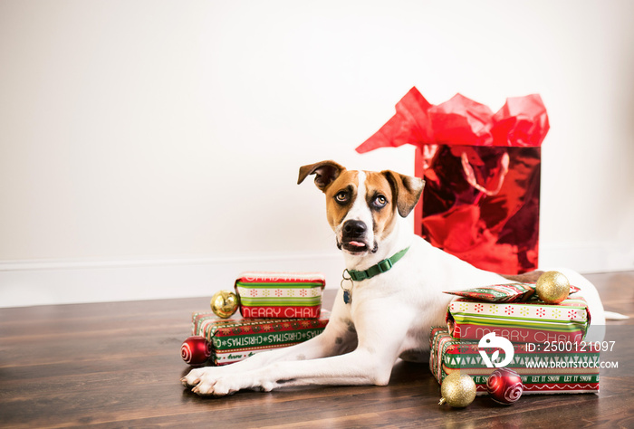 Christmas dog surrounded by presents