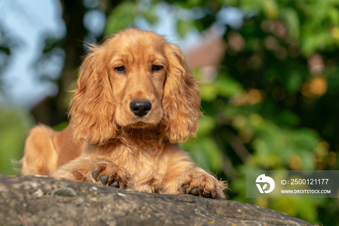 puppy dog cocker spaniel portrait on grass