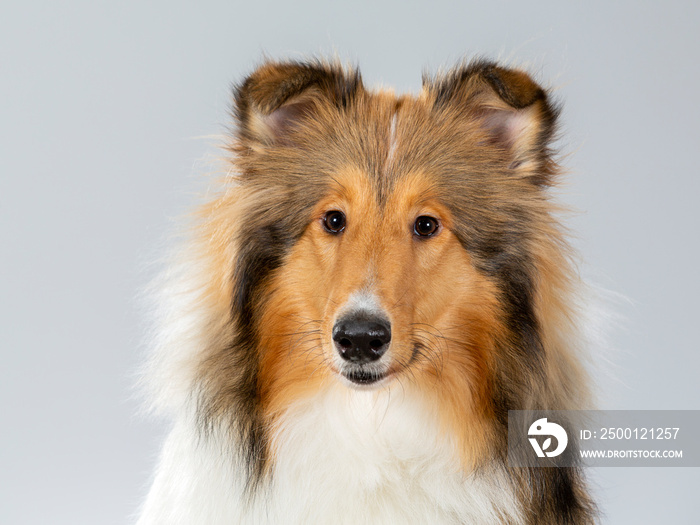 Rough Collie puppy dog portrait. Image taken in a studio with white background. Dog breed also known as lassie.