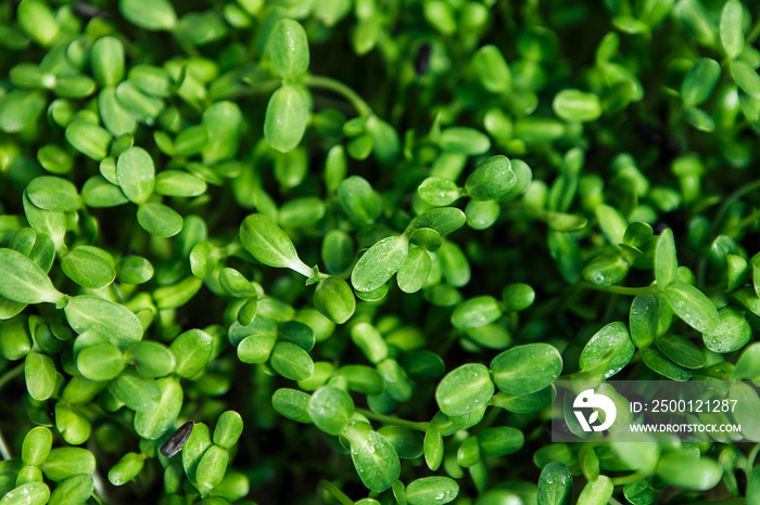 Healthy green microgreen background in natural light, closeup of leaves