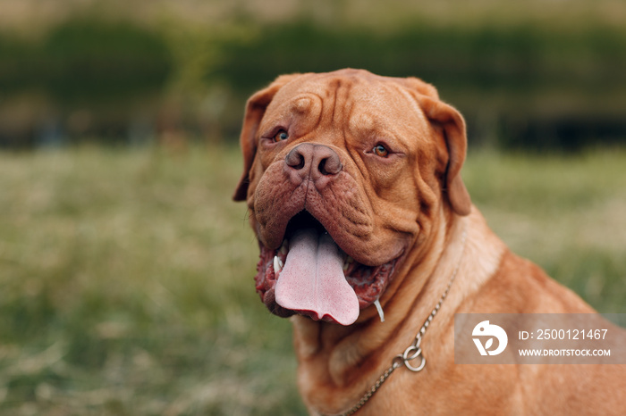 Portrait Dogue de Bordeaux. French Mastiff pet