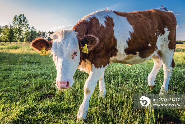 Young cow on a meadow in Jaczew village, located in Mazowieckie Province, Poland