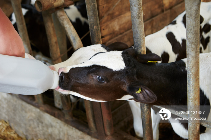 Feeding baby cows