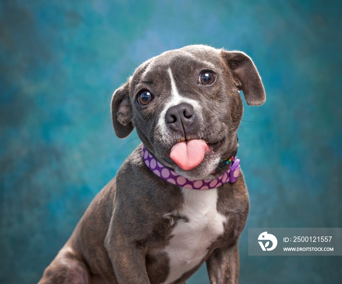 studio shot of a cute dog on an isolated background