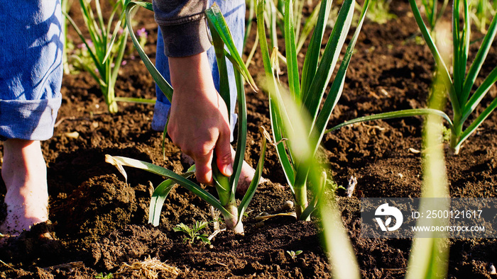 Barefoot farmer tears young garlic plant on the field doing his job, hands with garlic closeup. Working at farm.