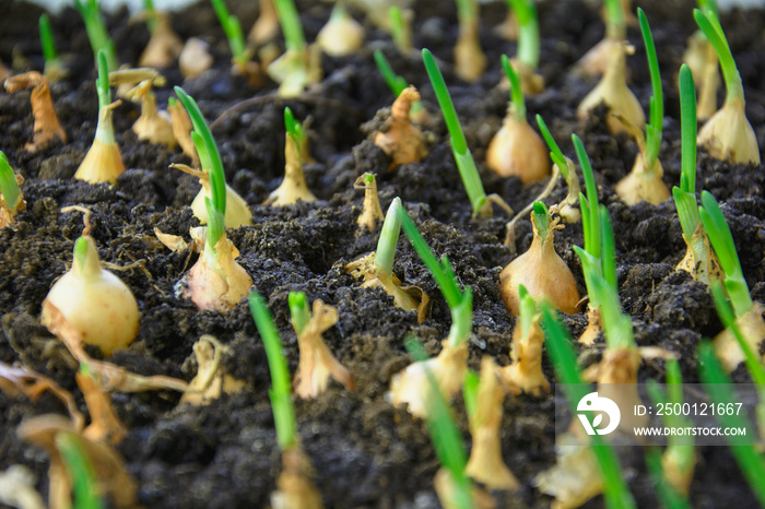 Green onions grow in the summer in the garden, Vegetable garden, greens, sprouts, onions, young onions, vitamins, black soil, spring, summer, crop, sowing, small sprouts, awakening, vegan