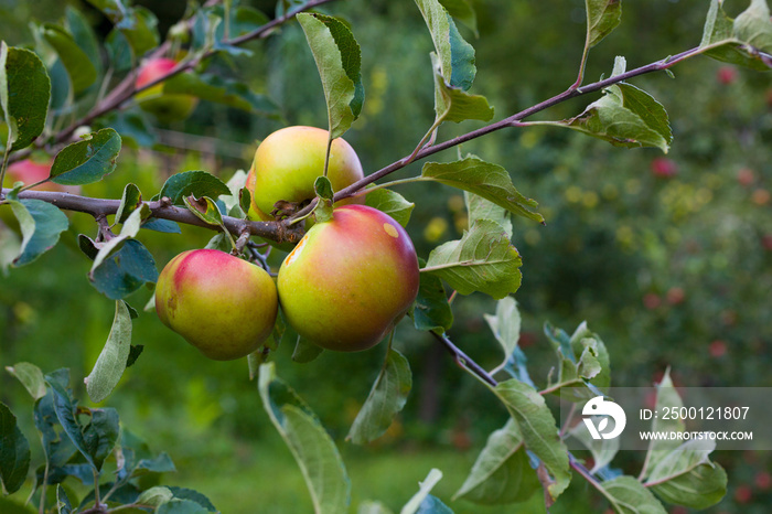 Biological apples hanging on the branch