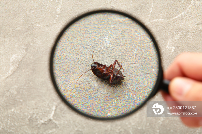 Dead cockroach on floor zooming by magnifying glass , pest control service