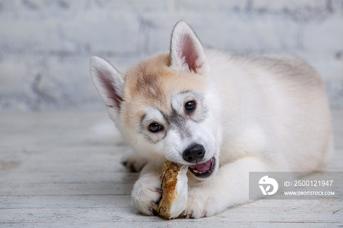 Smiling happy pet dog light colored husky puppy gnawing with pleasure bone of food. Dogs delicacy. Doggy chewing on natural rawhide bone. Dried pork ear natural chewing treats for dogs. Pet supplies