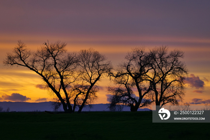 Silhouette of trees at sunset with orange clouds