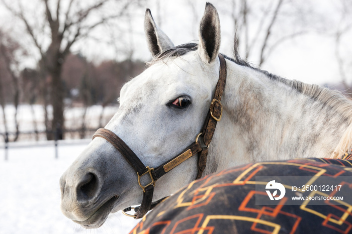 A grey horse wearing a colorful blanket on a winter day looks over her shoulder at the camera.