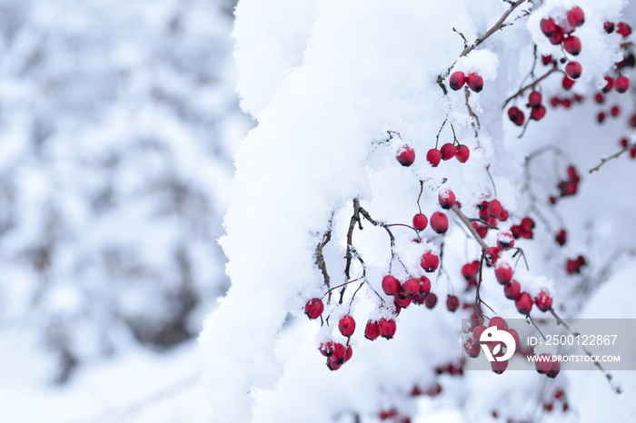 Red hawthorn berries under the snow cover