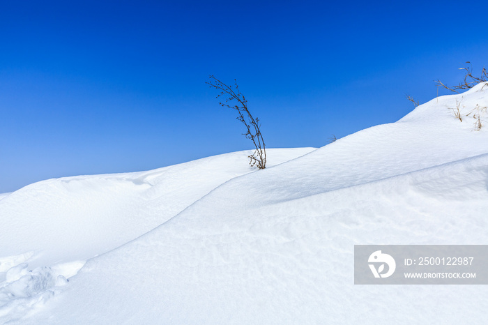 white snow and dry plant natural landscape in winter