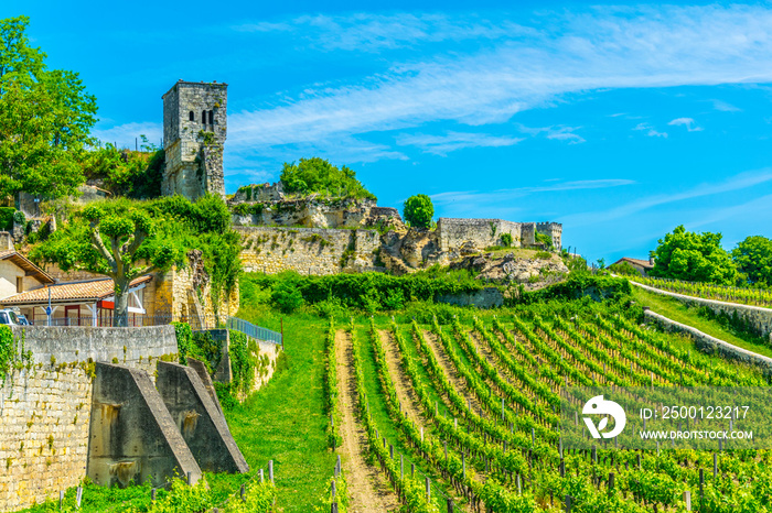 Vineyards at Saint Emilion, France