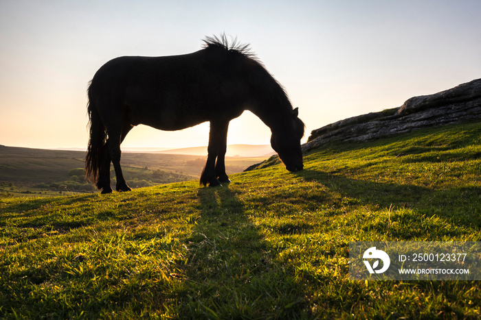 Pony in Dartmoor National Park, Devon, England, United Kingdom, Europe