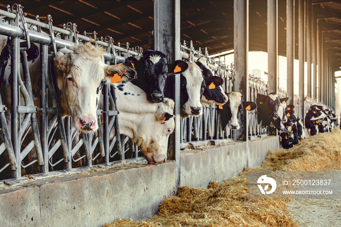 Dairy cows in a farm stable