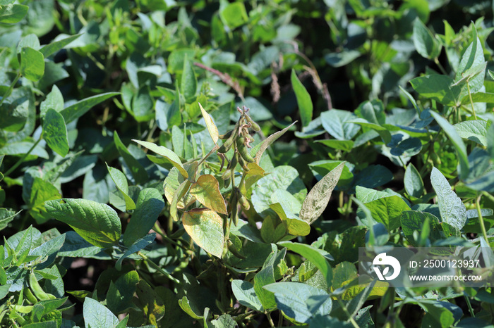 Soybean plants damaged by Red Spider Mite (Tetranychus urticae).