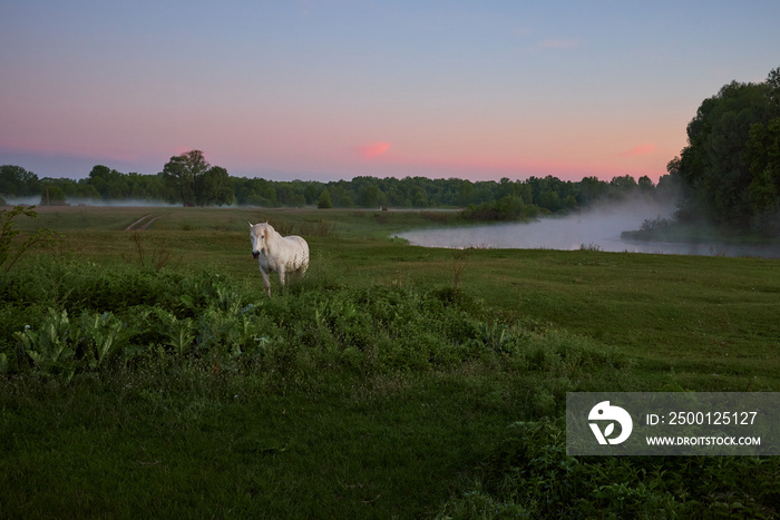 white horse grazes in a meadow near a river in Ukraine