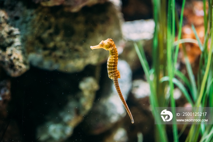 Long-snouted Seahorse Hippocampus Guttulatus Swimming In Aquariu