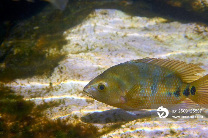 fish Cichlasoma urophthalmus of Cichlids