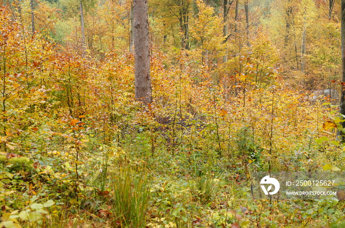 Natural regeneration in the beech forest in the mountains. The Carpathians, Poland.