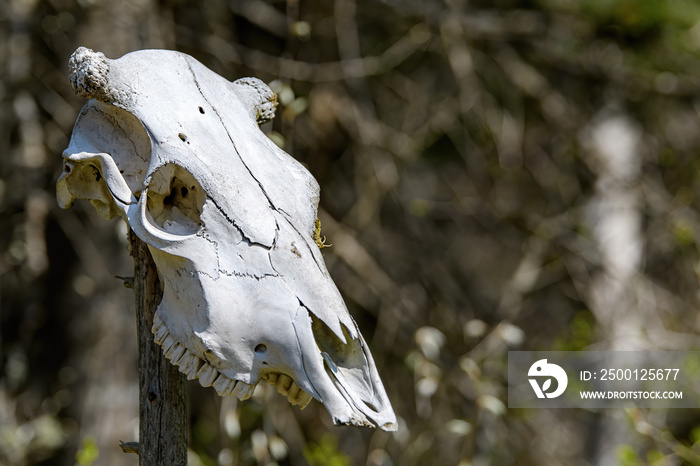 Old animal skull on pole.