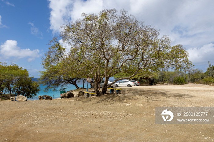 Poisonous manchineel tree at the parking lot of Playa Jeremi on the Caribbean island Curacao