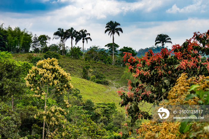 Mashpi Ecological Reserve, Ecuador, Highlands, Cloud Forest