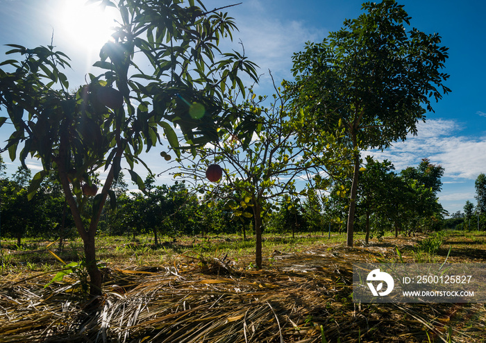 agroforestry system with eucalyptus, lime, mandarin, cassava, mango and bananas