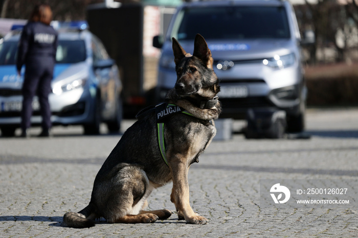 Pies policyjny rasy wilk niemiecki podpalany podczas pracy.