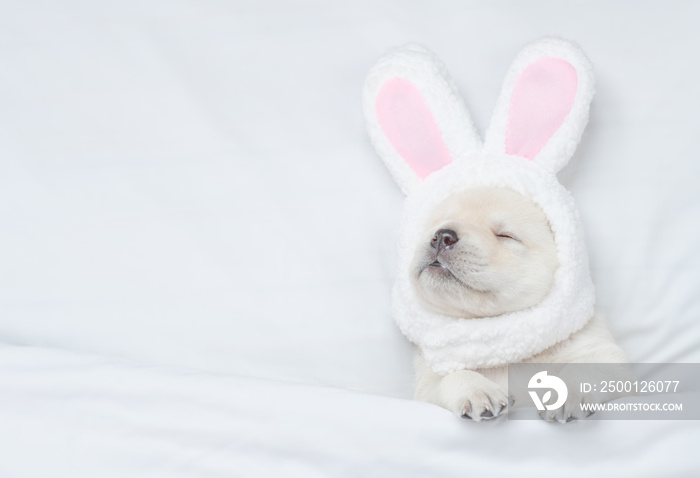 Funny Golden retriever puppy wearing easter rabbits ears sleeps  on a bed under warm white blanket at home. Empty space for text