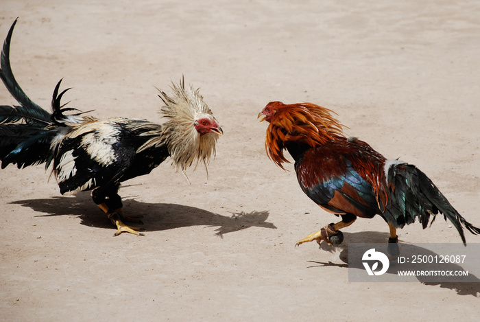 Real de Catorce - cock fight