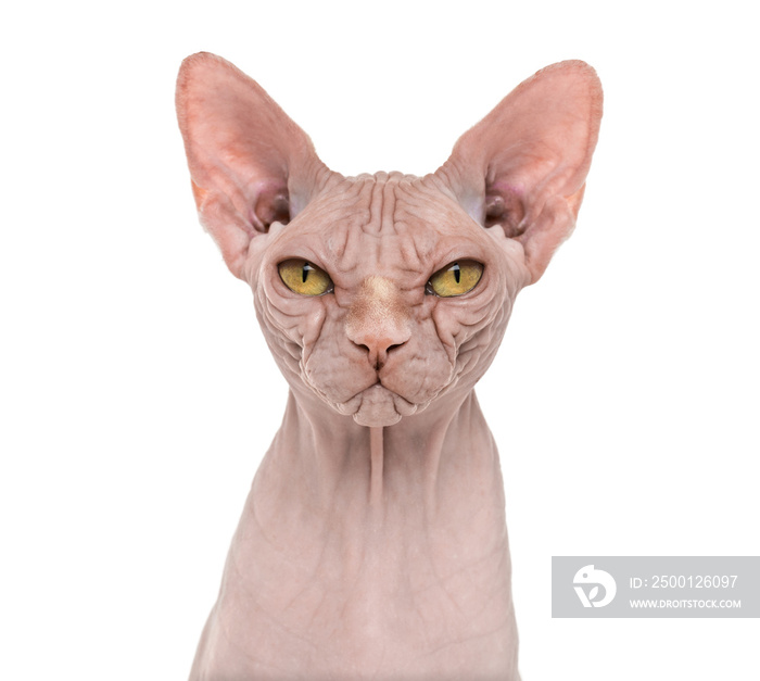 Sphynx, 4 years old, against white background