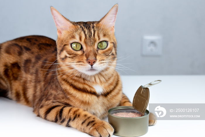 Bengal cat and canned tuna in a tin