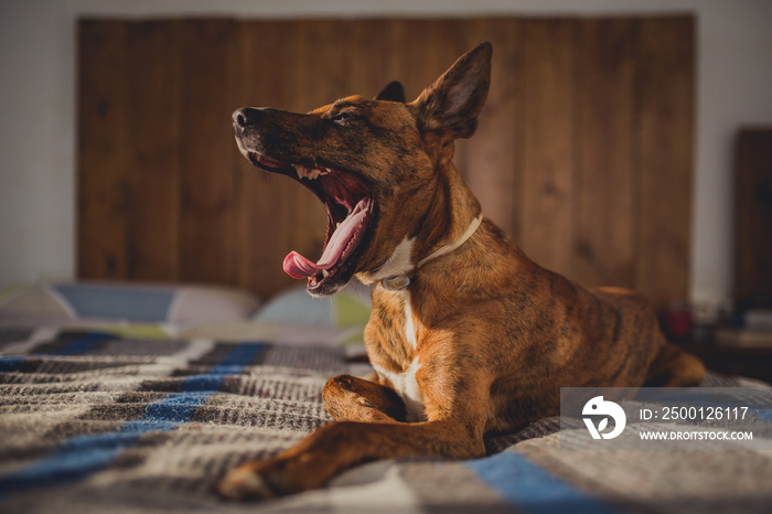 dog yawn