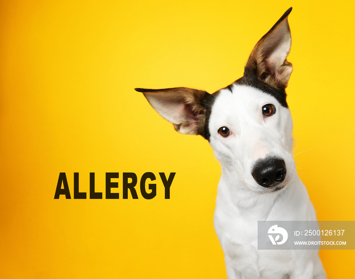 Animal allergy concept. Dog on yellow background