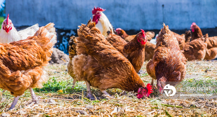 Chickens on traditional free range poultry farm